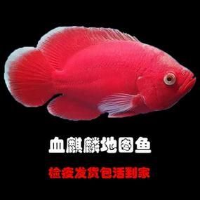 祥龍魚(yú)場(chǎng)有哪些熱銷(xiāo)品種？，祥龍魚(yú)場(chǎng)熱銷(xiāo)品種大全 祥龍魚(yú)場(chǎng)有哪些熱銷(xiāo)品種？，祥龍魚(yú)場(chǎng)熱銷(xiāo)品種大全 龍魚(yú)百科 第4張