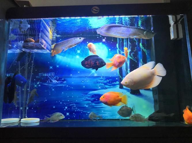 有哪些品牌適合龍魚的燈泡色溫，適合龍魚的燈泡色溫