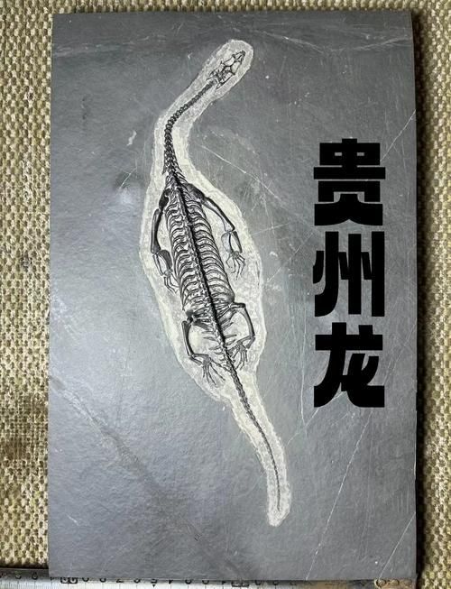 興義龍魚與現代龍魚有何演化關系，興義龍魚與現代龍魚與現代龍魚之間的演化關系的關系