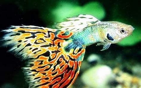 孔雀魚爛尾病最簡單治療，孔雀魚爛尾病最簡單治療指南