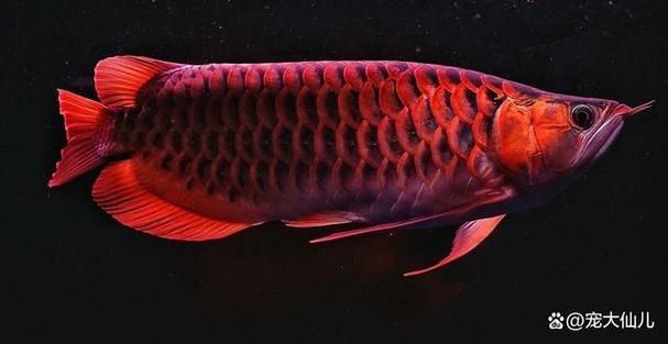 能詳細介紹一下永春龍魚的品種嗎？，“永春龍魚”品種詳解永春龍魚品種分類術語詳解 能詳細介紹一下永春龍魚的品種嗎？，“永春龍魚”品種詳解永春龍魚品種分類術語詳解 龍魚百科 第4張