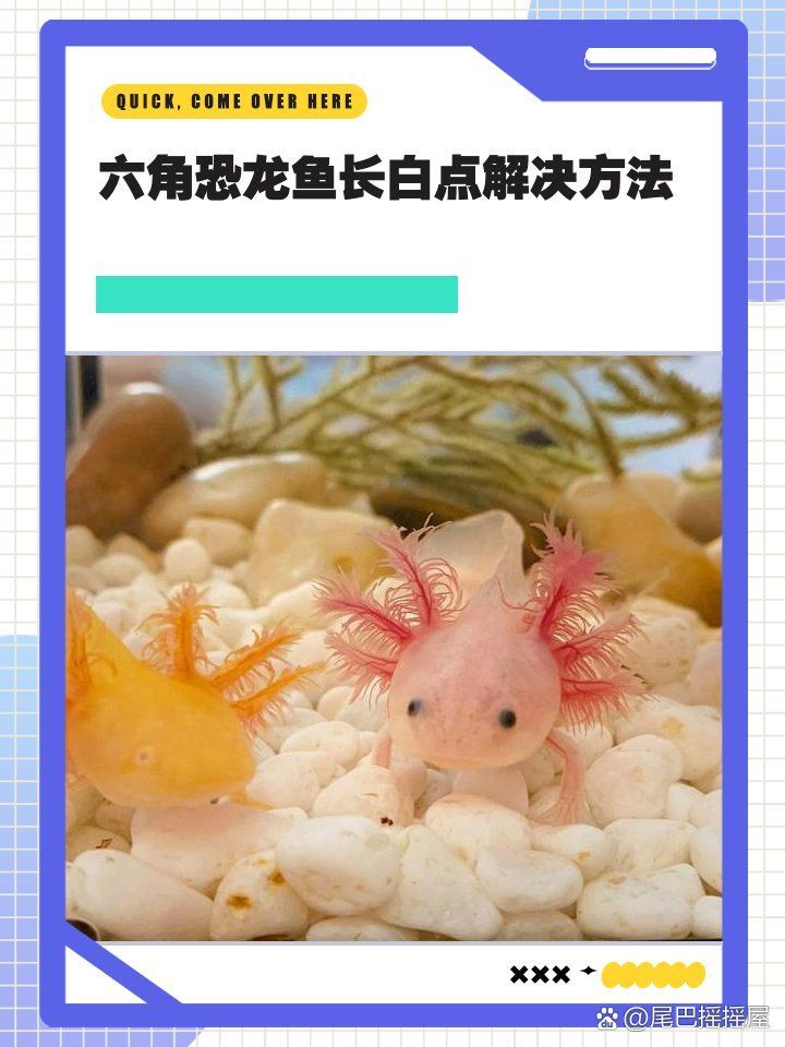 六角龍魚白斑病能徹底治愈嗎，六角恐龍魚身上有白色斑點怎么辦