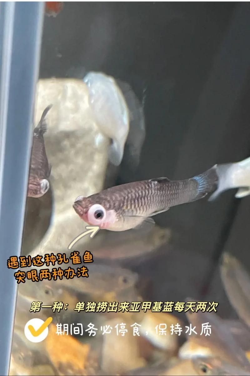 魚突眼最簡單處理方法，魚突眼最簡單處理方法詳解魚突眼最簡單處理方法詳解