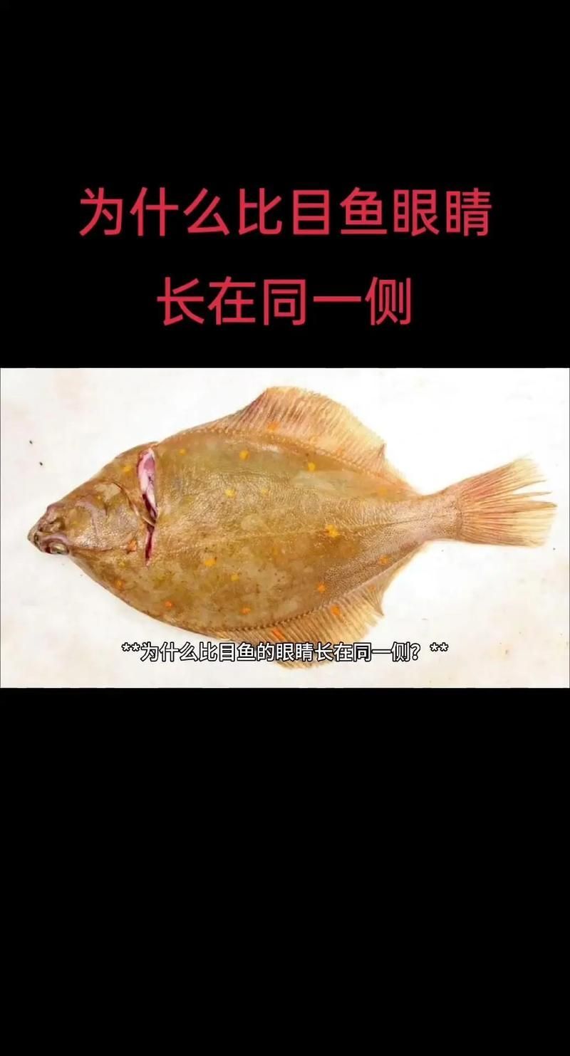 魚突眼最簡單處理方法，魚突眼最簡單處理方法詳解魚突眼最簡單處理方法詳解