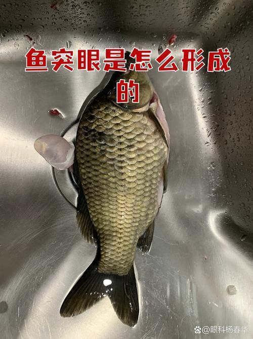 魚突眼最簡單處理方法，魚突眼最簡單處理方法詳解魚突眼最簡單處理方法詳解