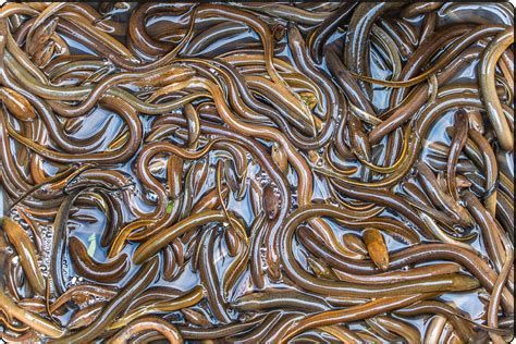 紅龍魚吃泥鰍多久一次合適？，紅龍魚與泥鰍的喂食頻率和處理方式必須嚴格把控