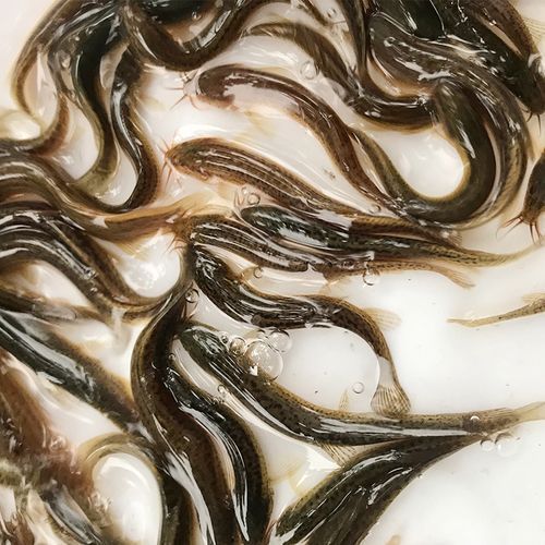 臺灣烏龜龍魚活苗的價格范圍是多少，臺灣烏龜龍魚活苗的價格因品種、大小和購買地點不同而有差異 臺灣烏龜龍魚活苗的價格范圍是多少，臺灣烏龜龍魚活苗的價格因品種、大小和購買地點不同而有差異 龍魚百科 第4張