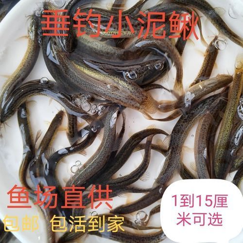 臺灣烏龜龍魚活苗的價格范圍是多少，臺灣烏龜龍魚活苗的價格因品種、大小和購買地點不同而有差異 臺灣烏龜龍魚活苗的價格范圍是多少，臺灣烏龜龍魚活苗的價格因品種、大小和購買地點不同而有差異 龍魚百科 第2張