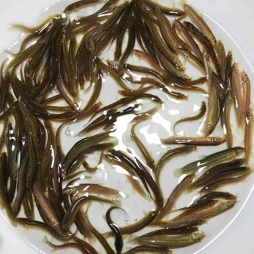 臺灣烏龜龍魚活苗的價格范圍是多少，臺灣烏龜龍魚活苗的價格因品種、大小和購買地點不同而有差異 臺灣烏龜龍魚活苗的價格范圍是多少，臺灣烏龜龍魚活苗的價格因品種、大小和購買地點不同而有差異 龍魚百科 第6張