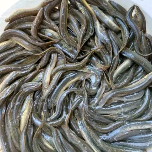 臺灣烏龜龍魚活苗的價格范圍是多少，臺灣烏龜龍魚活苗的價格因品種、大小和購買地點不同而有差異 臺灣烏龜龍魚活苗的價格范圍是多少，臺灣烏龜龍魚活苗的價格因品種、大小和購買地點不同而有差異 龍魚百科 第5張