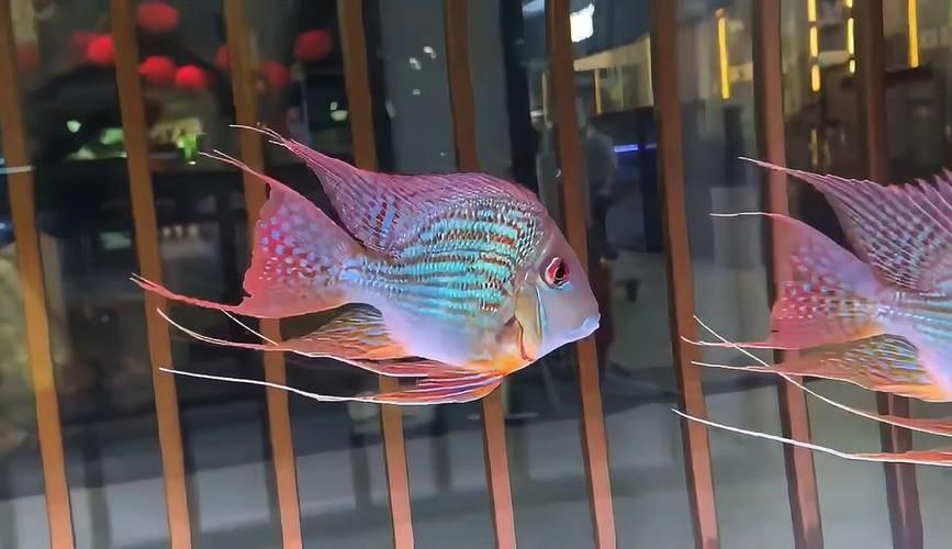 祥龍魚場有哪些其他觀賞魚，廣州祥龍魚場觀賞魚品種清單 祥龍魚場有哪些其他觀賞魚，廣州祥龍魚場觀賞魚品種清單 龍魚百科 第3張