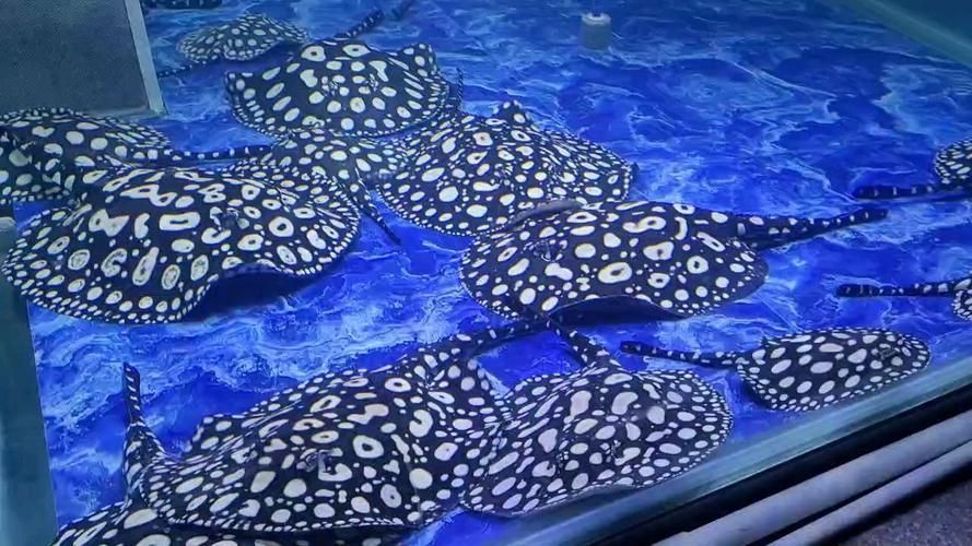祥龍魚場有哪些其他觀賞魚，廣州祥龍魚場觀賞魚品種清單 祥龍魚場有哪些其他觀賞魚，廣州祥龍魚場觀賞魚品種清單 龍魚百科 第8張