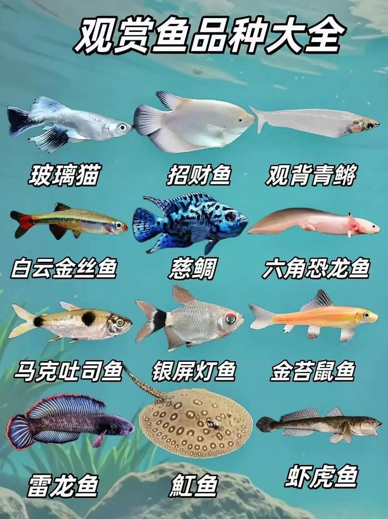 祥龍魚場有哪些其他觀賞魚，廣州祥龍魚場觀賞魚品種清單 祥龍魚場有哪些其他觀賞魚，廣州祥龍魚場觀賞魚品種清單 龍魚百科 第12張
