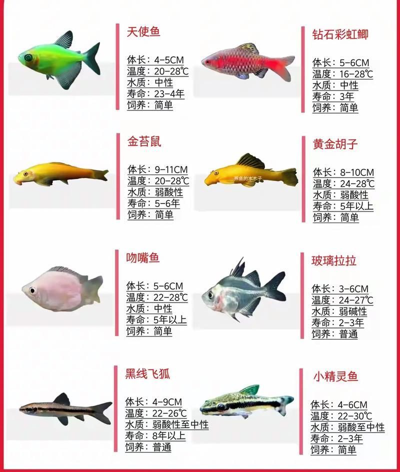 祥龍魚場有哪些其他觀賞魚，廣州祥龍魚場觀賞魚品種清單 祥龍魚場有哪些其他觀賞魚，廣州祥龍魚場觀賞魚品種清單 龍魚百科 第13張