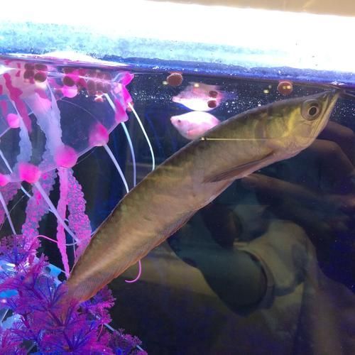 銀龍魚的最佳餌料有哪些？，銀龍魚發色期需要哪些特殊餌料適合銀龍魚的餌料 銀龍魚的最佳餌料有哪些？，銀龍魚發色期需要哪些特殊餌料適合銀龍魚的餌料 龍魚百科 第3張