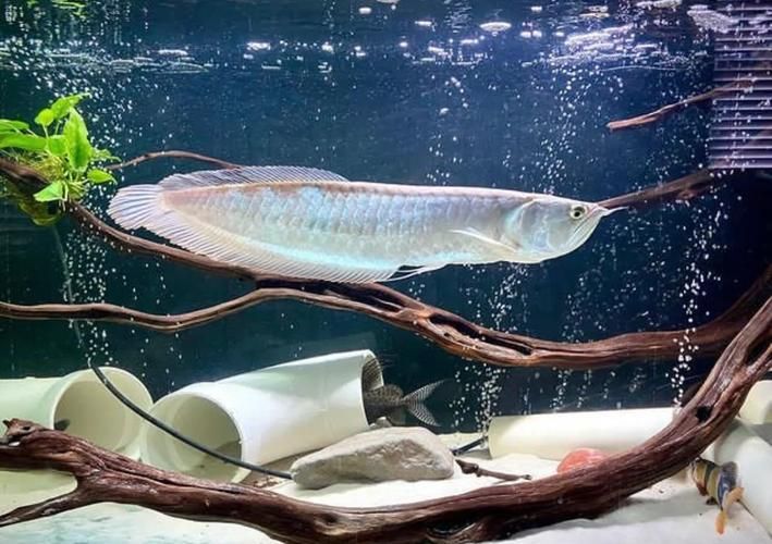銀龍魚的最佳餌料有哪些？，銀龍魚發色期需要哪些特殊餌料適合銀龍魚的餌料 銀龍魚的最佳餌料有哪些？，銀龍魚發色期需要哪些特殊餌料適合銀龍魚的餌料 龍魚百科 第5張