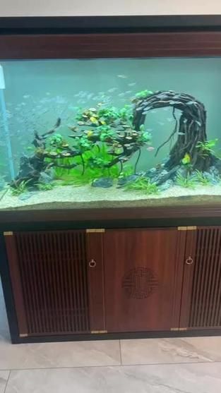 有哪些品牌的龍魚缸值得推薦，中國水族行業老牌巨頭龍魚缸品牌推薦的龍魚缸品牌
