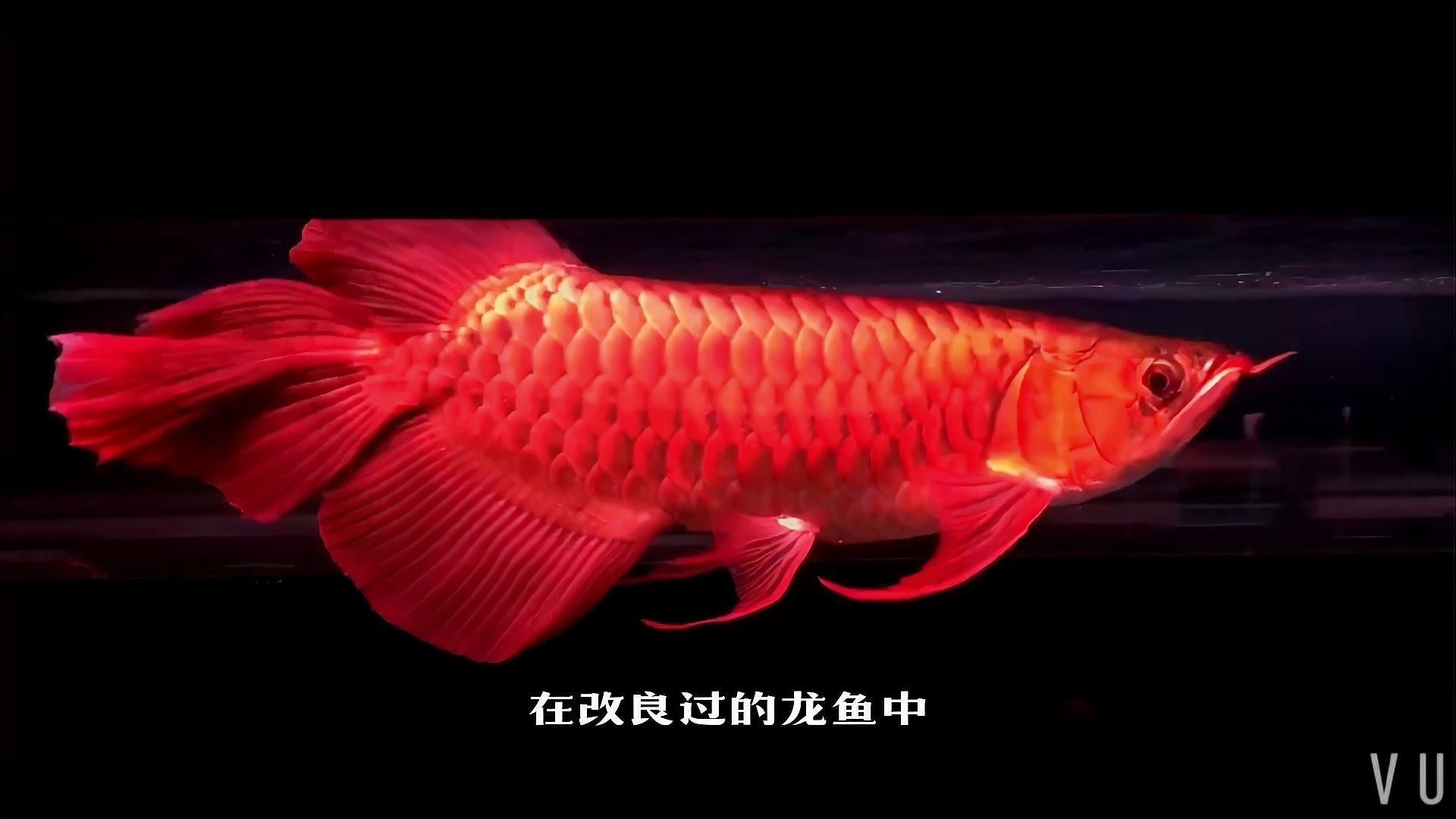 如何鑒別祥龍魚場龍魚的品質