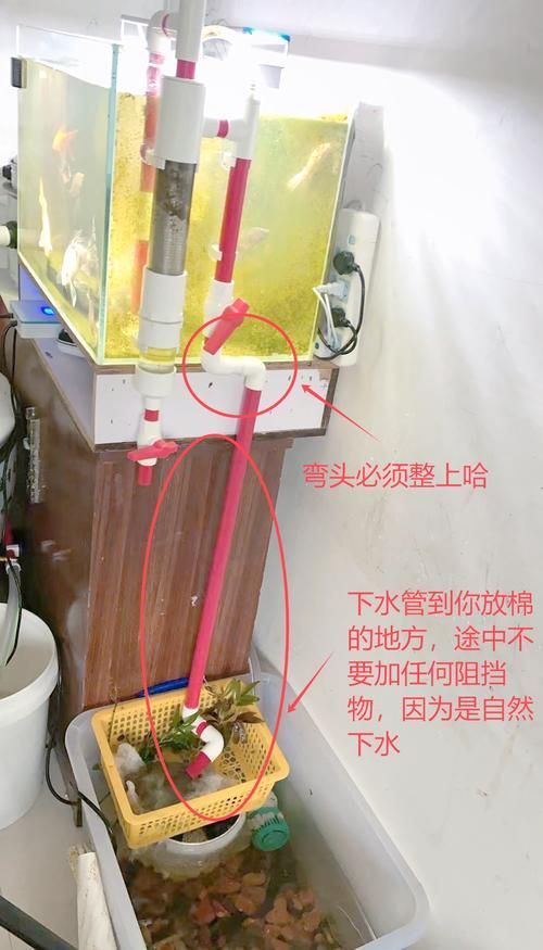 龍魚換水時(shí)如何減少應(yīng)激？，北京龍魚換水技術(shù)