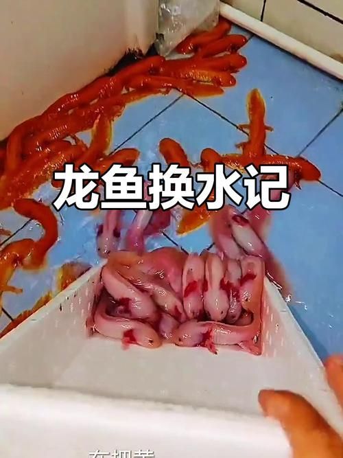 龍魚換水時(shí)如何減少應(yīng)激？，北京龍魚換水技術(shù)