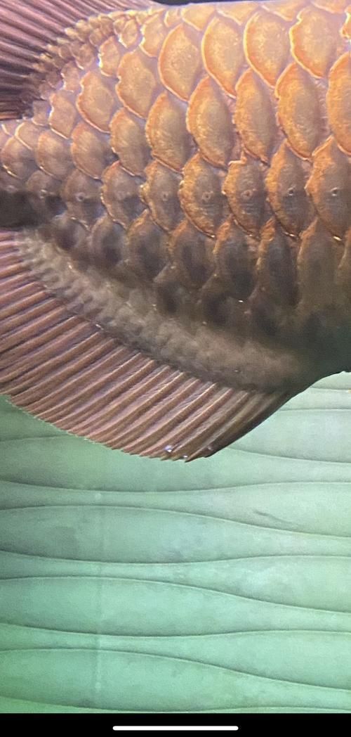 龍魚換水時(shí)如何減少應(yīng)激？，北京龍魚換水技術(shù)