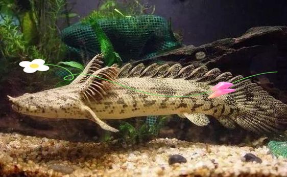 虎紋恐龍王和虎斑鴨嘴鯰哪個更受歡迎，紋恐龍王和虎斑鴨嘴鯰哪個更受歡迎？ 虎紋恐龍王和虎斑鴨嘴鯰哪個更受歡迎，紋恐龍王和虎斑鴨嘴鯰哪個更受歡迎？ 龍魚百科 第1張