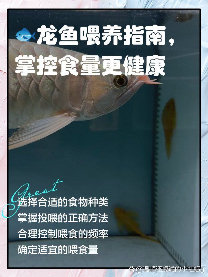天涯龍魚的飼養方法是什么，天涯龍魚有哪些獨特特點？如何判斷天涯龍魚是否健康？