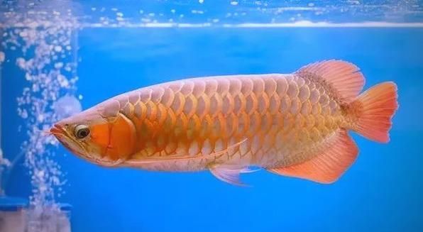 能否提供龍魚鱗片再生的圖片或視頻，龍魚鱗片從受損到完全恢復的全過程