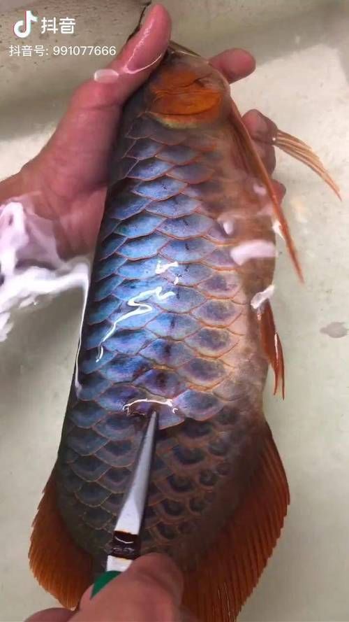 能否提供龍魚鱗片再生的圖片或視頻，龍魚鱗片從受損到完全恢復的全過程