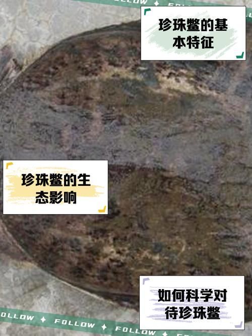 如何辨別福魟魟魚的品質,potamotrygonmotorogonmotorogonmotoro 龍魚百科 第4張 如何辨別福魟魟魚的品質,potamotrygonmotorogonmotorogonmotoro 如何辨別福魟魟魚的品質,potamotrygonmotorogonmotorogonmotoro 龍魚百科 第4張