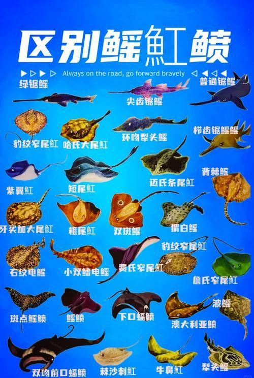如何辨別福魟魟魚的品質,potamotrygonmotorogonmotorogonmotoro 龍魚百科 第6張 如何辨別福魟魟魚的品質,potamotrygonmotorogonmotorogonmotoro 如何辨別福魟魟魚的品質,potamotrygonmotorogonmotorogonmotoro 龍魚百科 第6張