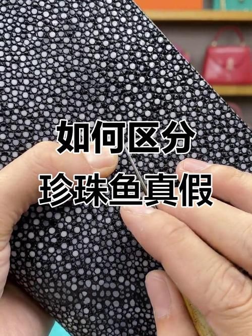 如何辨別福魟魟魚的品質,potamotrygonmotorogonmotorogonmotoro 龍魚百科 第1張 如何辨別福魟魟魚的品質,potamotrygonmotorogonmotorogonmotoro 如何辨別福魟魟魚的品質,potamotrygonmotorogonmotorogonmotoro 龍魚百科 第1張