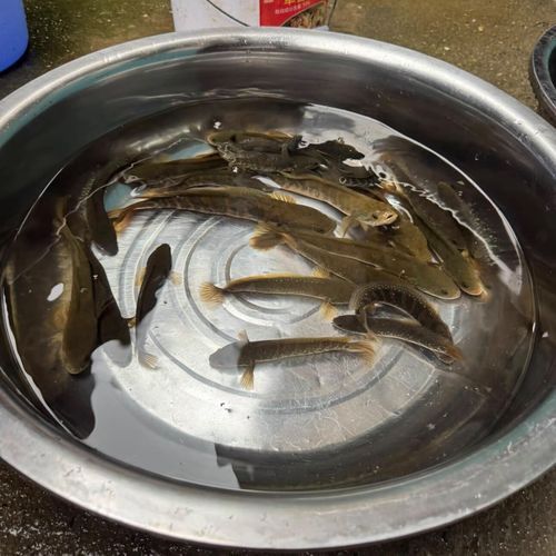 雄縣龍魚的市場行情如何，“雄縣龍魚”是否為正式商品名字及牌子？