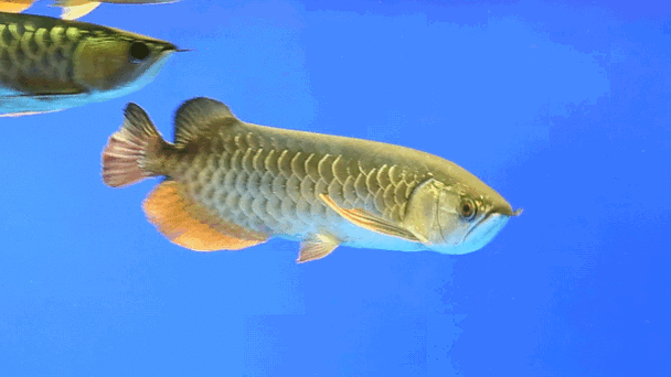 哪里可以找到動態(tài)龍魚壁紙，動態(tài)龍魚動態(tài)壁紙資源清單，龍魚動態(tài)壁紙免費(fèi)獲取