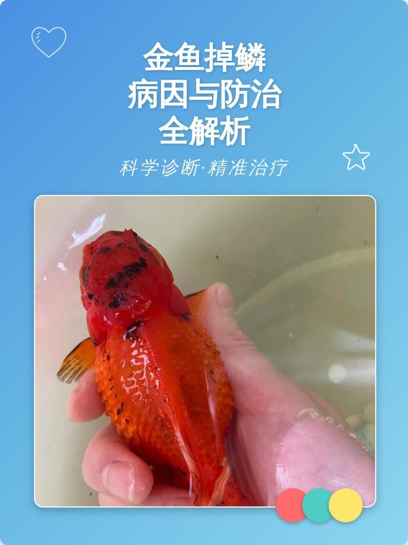 金魚掉鱗后如何治療，小魚兒天地，如何預防金魚掉鱗病因與防治全解析