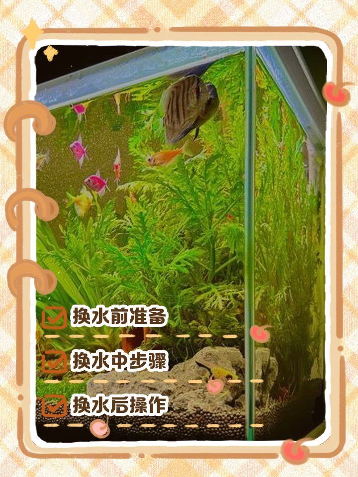 魚缸換水的最佳時間，如何判斷魚缸是否需要換水？
