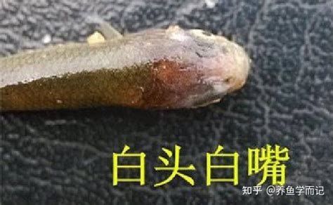 龍魚嘴巴白需要換幾次藥？，“龍魚嘴巴白需要換幾次藥”治療流程和換藥次數(shù)的依據(jù)
