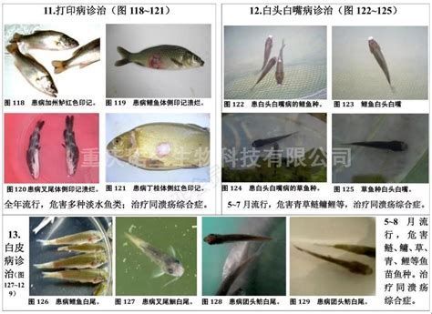 龍魚嘴巴白需要換幾次藥？，“龍魚嘴巴白需要換幾次藥”治療流程和換藥次數(shù)的依據(jù)