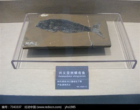 龍魚土葬需要什么材料？，龍魚土葬詳解，材料清單與操作指南