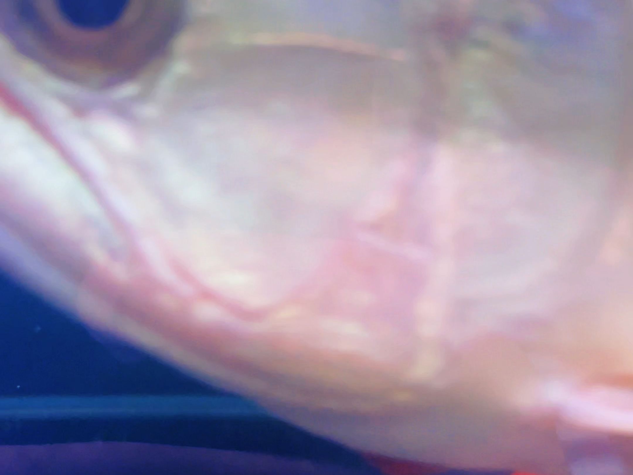 戰車紅龍魚，戰車紅龍魚的詳細解析 戰車紅龍魚，戰車紅龍魚的詳細解析 龍魚百科 第2張