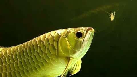 龍魚厭食后如何恢復喂食，魚厭食后，恢復喂食需要謹慎和耐心，要確保水質清潔