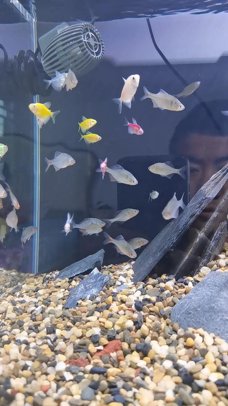 如何改善虎斑恐龍魚的健康，虎斑恐龍魚健康養護 如何改善虎斑恐龍魚的健康，虎斑恐龍魚健康養護 龍魚百科 第11張