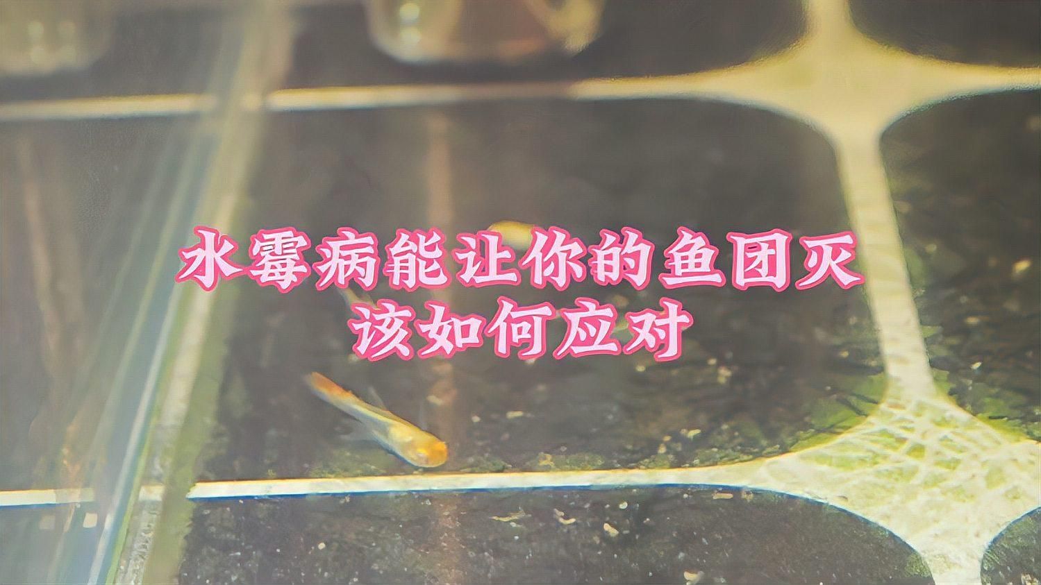 有哪些魚缸常見病無法治愈，幾種常見病如何防治
