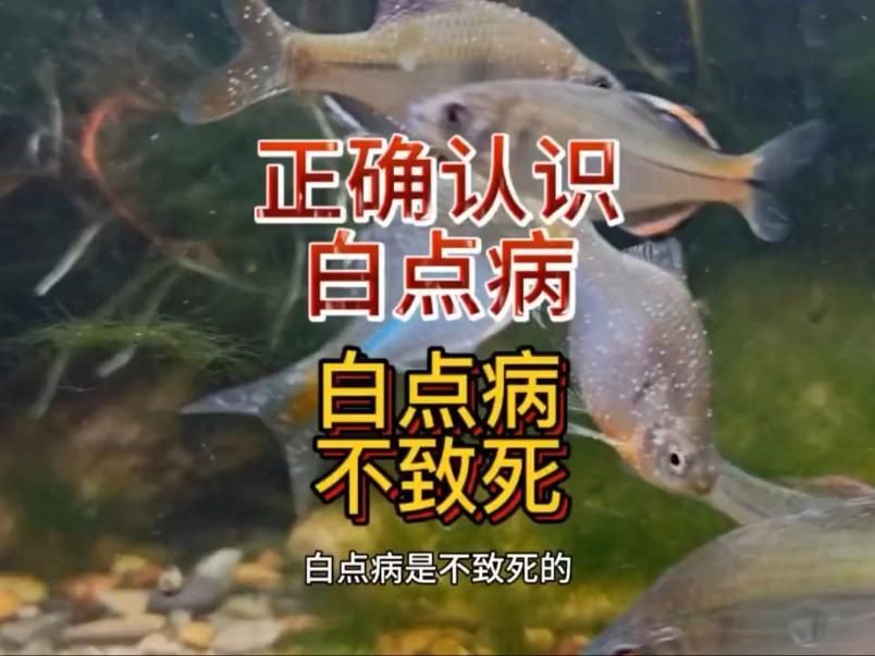 有哪些魚缸常見病無法治愈，幾種常見病如何防治