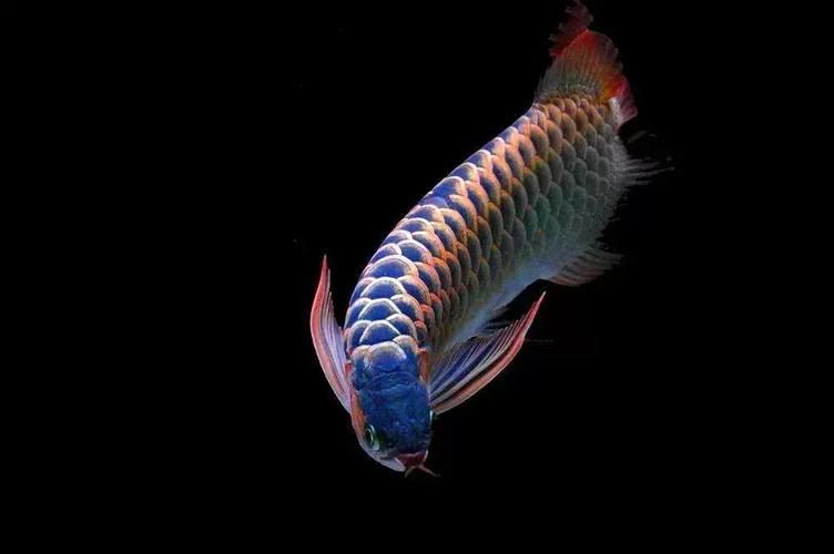 如何鑒別武威龍魚(yú)的品質(zhì)，武威龍魚(yú)的品質(zhì)是一個(gè)重要的過(guò)程