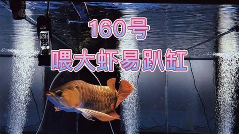 金龍魚趴缸時需要喂食嗎？，金龍魚趴缸時是否需要喂食，關鍵在于判斷“趴缸”的根本原因