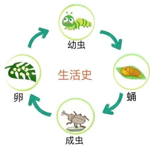 如何科學(xué)投喂面包蟲和紅蟲，科學(xué)投喂面包蟲和紅蟲的科學(xué)投喂面包蟲和紅蟲的科學(xué)投喂方法