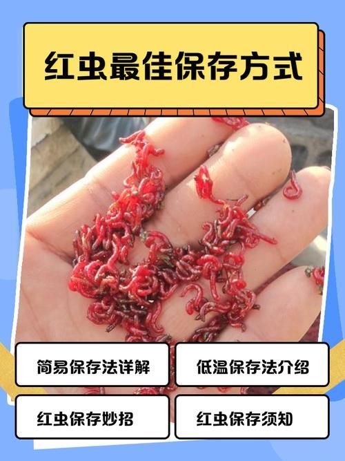 如何科學(xué)投喂面包蟲和紅蟲，科學(xué)投喂面包蟲和紅蟲的科學(xué)投喂面包蟲和紅蟲的科學(xué)投喂方法
