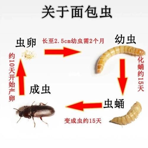 如何科學(xué)投喂面包蟲和紅蟲，科學(xué)投喂面包蟲和紅蟲的科學(xué)投喂面包蟲和紅蟲的科學(xué)投喂方法