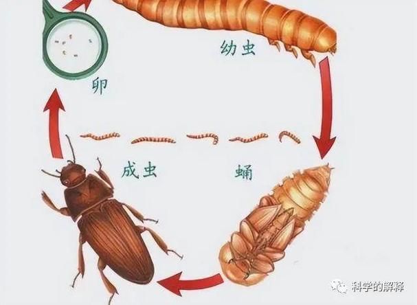 如何科學(xué)投喂面包蟲和紅蟲，科學(xué)投喂面包蟲和紅蟲的科學(xué)投喂面包蟲和紅蟲的科學(xué)投喂方法